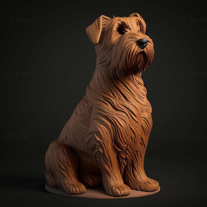 Animals Irish soft haired Wheat Terrier dog